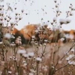 Meet your Posher, Ella